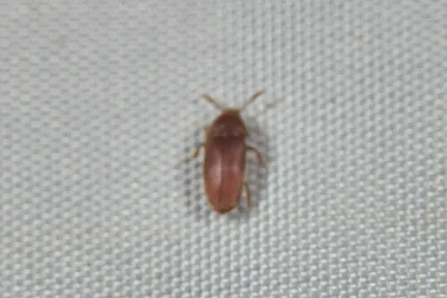 Trixagus atticus