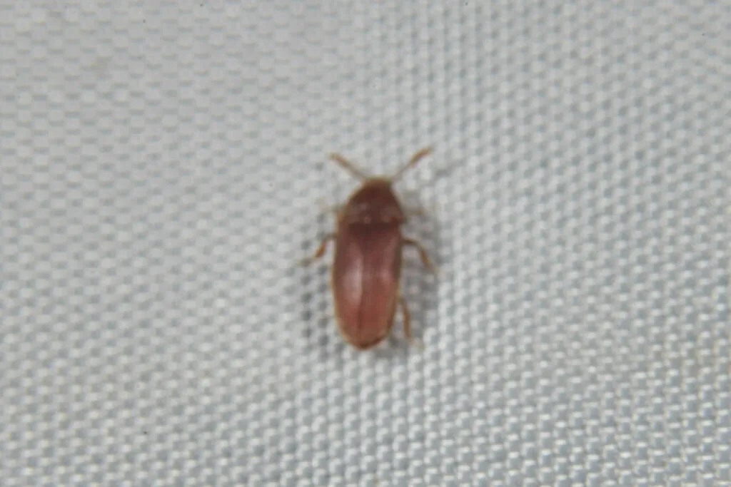 Trixagus atticus - photo 2