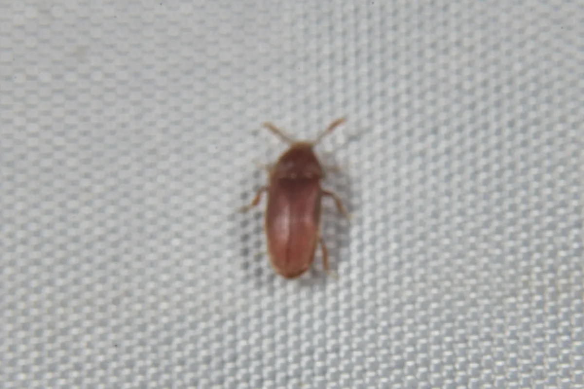 Trixagus atticus - photo 3