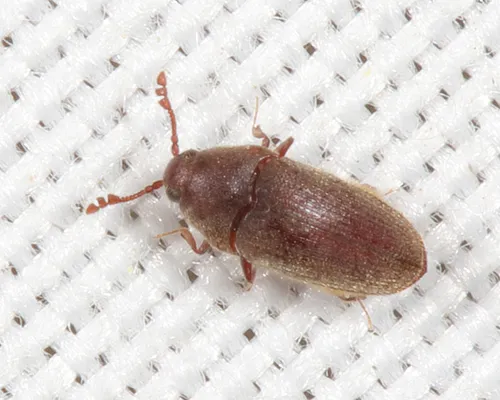 Trixagus chevrolati - photo 2