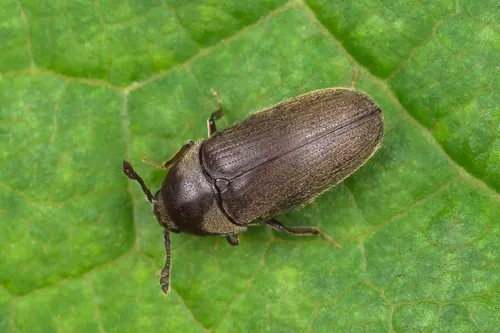 Trixagus dermestoides