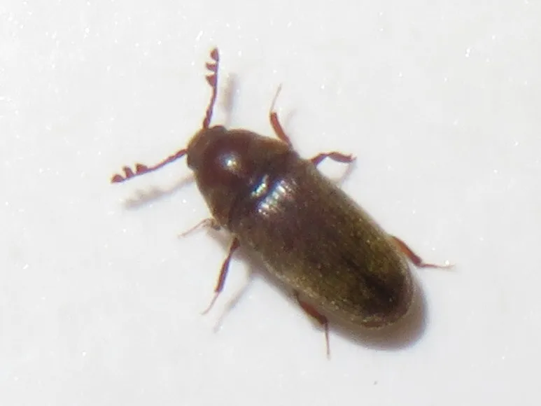 Trixagus elateroides - photo 2