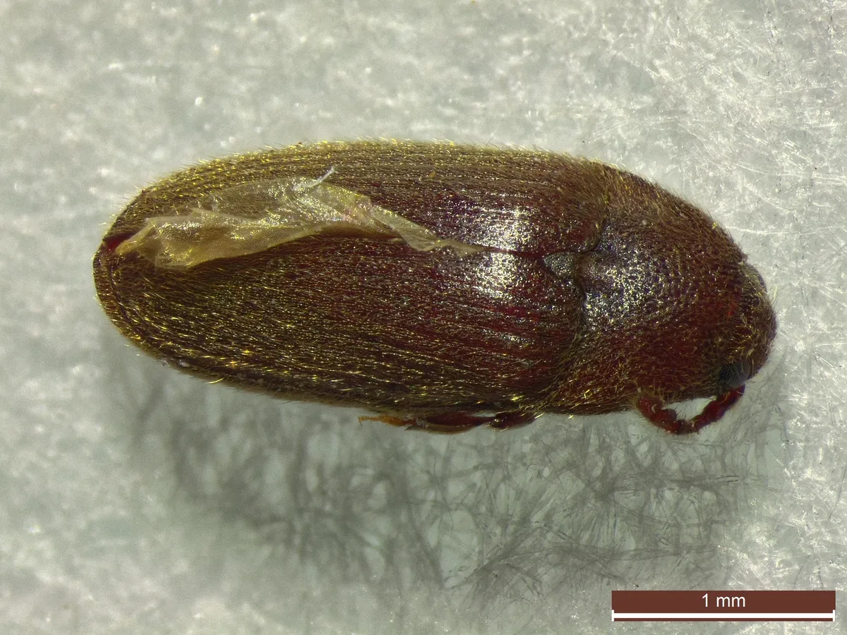 Trixagus leseigneuri - photo 2