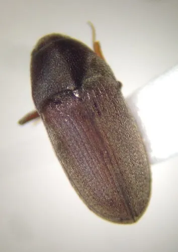 Trixagus mendax