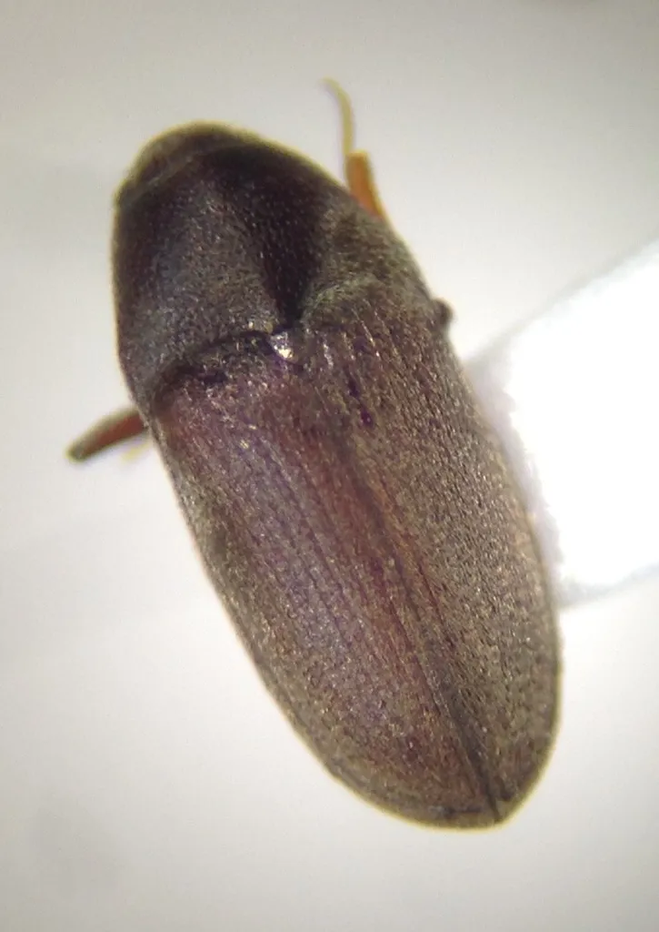 Trixagus mendax - photo 3