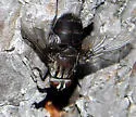 Trixodes obesus - Trixodes obesus
