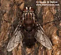 Trixodes obesus - photo 2