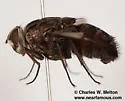 Trixodes obesus - photo 4
