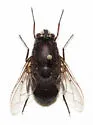 Trixodes obesus - photo 5