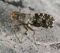 Trixoscelis albibasis