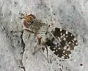 Trixoscelis albibasis - photo 2