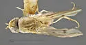 Trixoscelis buccata - photo 2