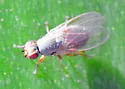 Trixoscelis cinerea