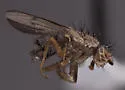 Trixoscelis deserta