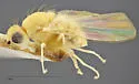 Trixoscelis flava