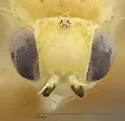 Trixoscelis flava - photo 3