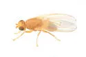 Trixoscelis flava - photo 4