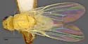 Trixoscelis flavicornis
