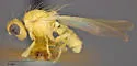 Trixoscelis flavicornis - photo 2