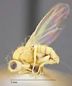 Trixoscelis flavicornis - photo 4