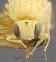 Trixoscelis flavicornis - photo 5