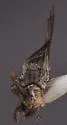 Trixoscelis fumipennis
