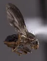 Trixoscelis fumipennis - photo 2