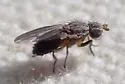 Trixoscelis fumipennis - photo 3