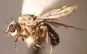Trixoscelis fumipennis - photo 4