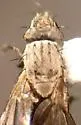 Trixoscelis fumipennis - photo 5