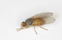 Trixoscelis melanderi - photo 3