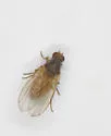 Trixoscelis melanderi - photo 4