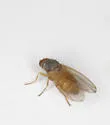 Trixoscelis melanderi - photo 5