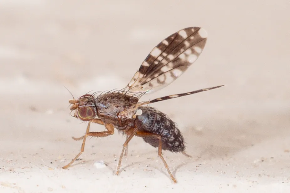 Trixoscelis ornata - photo 2