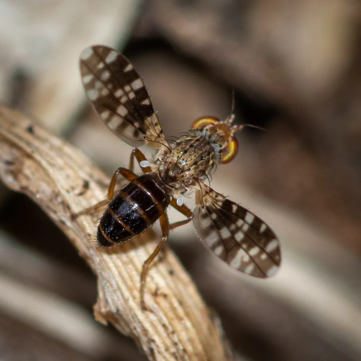 Trixoscelis polita - photo 2