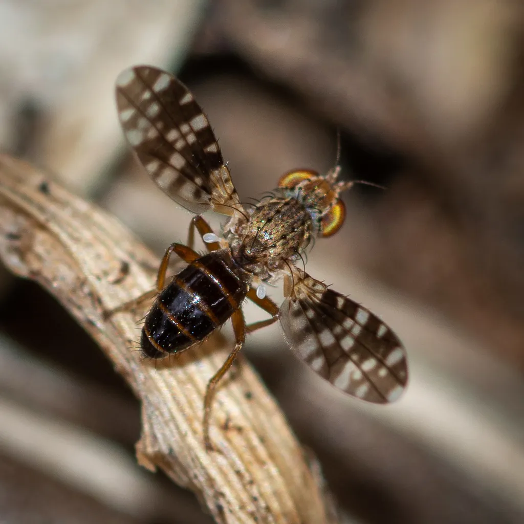 Trixoscelis polita - photo 3