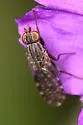 Trixoscelis punctipennis - photo 2