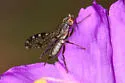 Trixoscelis punctipennis - photo 3