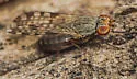Trixoscelis punctipennis - photo 4