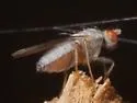 Trixoscelis signifera - Trixoscelis signifera