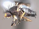 Trixoscelis signifera - photo 2