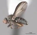 Trixoscelis signifera - photo 3