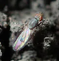 Trixoscelis signifera - photo 4