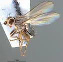 Trixoscelis triplex