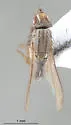 Trixoscelis triplex - photo 2