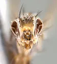 Trixoscelis triplex - photo 3