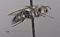 Trochilodes skinneri - Trochilodes skinneri