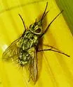 Trochilodes skinneri - photo 2