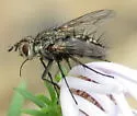 Trochilodes skinneri - photo 3