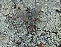 Trochilodes skinneri - photo 4